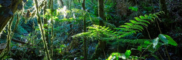 How to create an indoor jungle with a focus on large tropical plants?